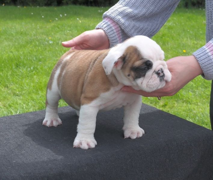 Cuccioli inglese bulldog disponibili per adozione Cuccioli disponibili Bulldog inglese cuccioli disp