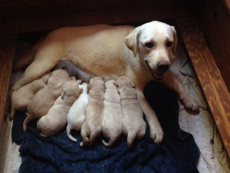 Vendesi splendida cucciolata di Labrador Retrievers 