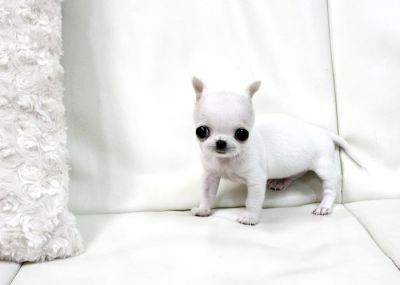 PURA RAZZA CHIHUAHUA CUCCIOLI DISPONIBILI