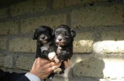 INCROCIO BARBONCINO-MALTESE