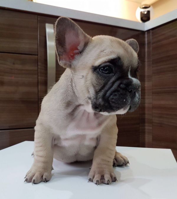 Cuccioli di Bulldog Francese per l'adozione bellissimi cuccioli disponibili, carattere adorabile ,so