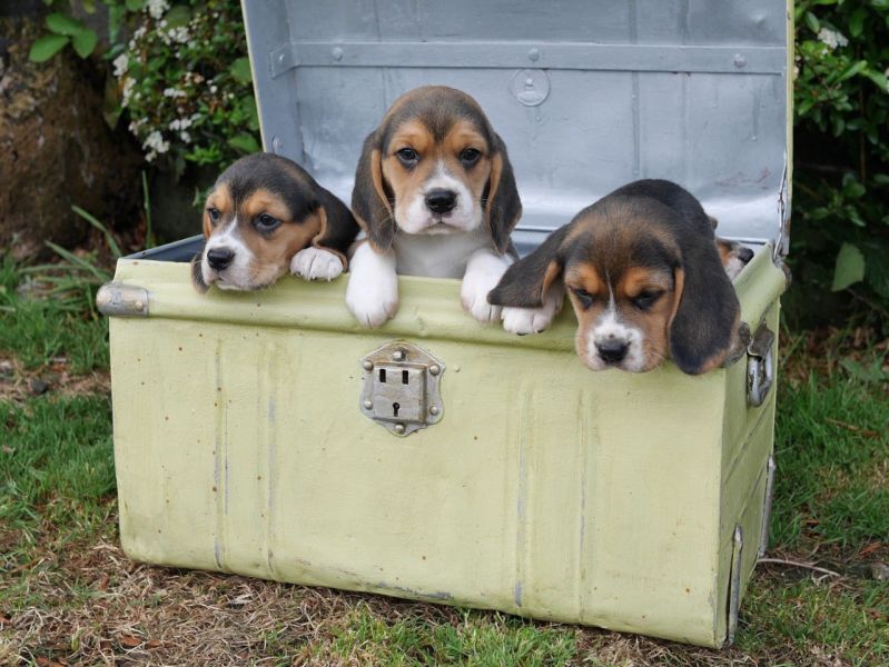 Per adozione Cuccioli dolce e bella Beagle Stiamo dando questi nostri cuccioli sani maschi e femmine