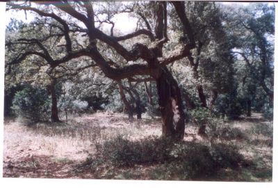 vendesi terreno agricolo in agro di Iglesias