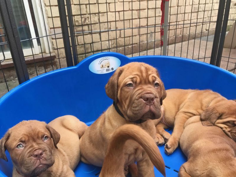 REGALO Bellissimi maschi e femmine dogue de bordeaux cuccioli Abbiamo disponibili cuccioli di dogue 