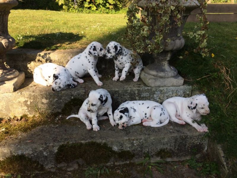 REGALO dalmata cuccioli Adorabili cuccioli di dalmata femminucce e maschietti disponibili per l'adoz