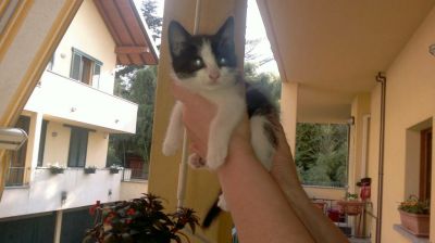 Gattino Macchia bianco e nero cerca casa