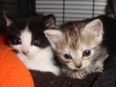 Gattine  MERAVIGLIOSE  cercano casa