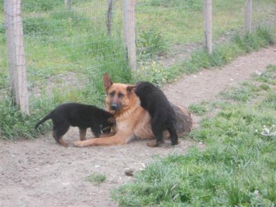 CUCCIOLI  PASTORE TEDESCO 