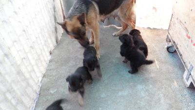 Cuccioli pastore tedesco