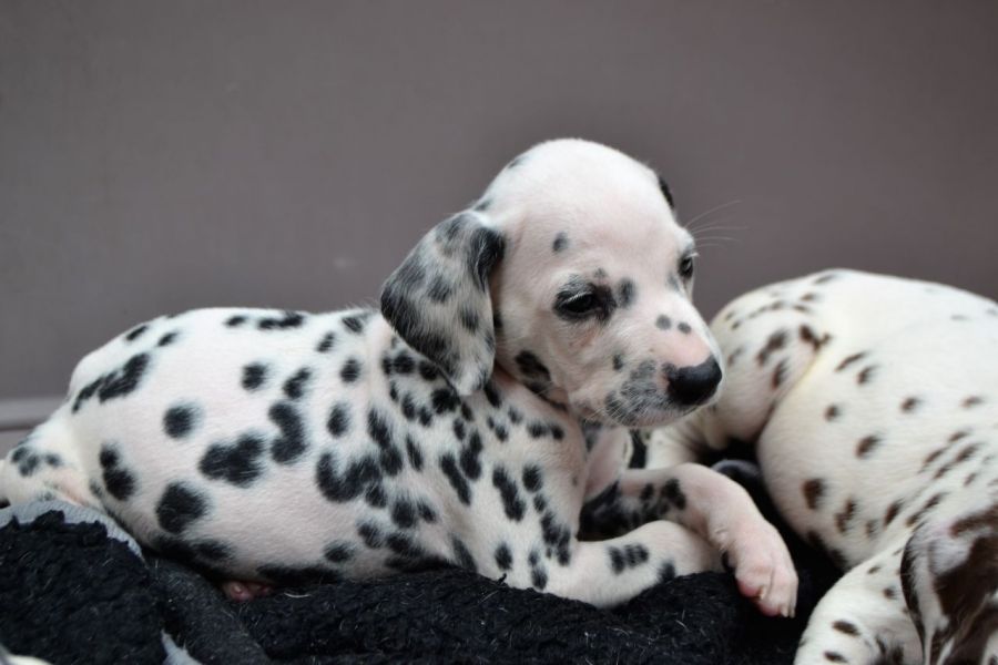 REGALO dalmata cuccioli Adorabili cuccioli di dalmata femminucce e maschietti disponibili per l'adoz