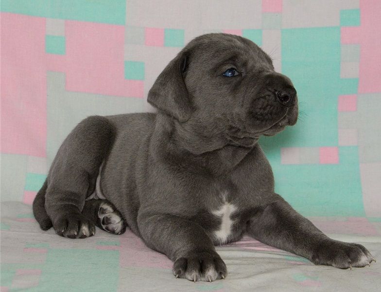 Regalo adorabili cuccioli  Alano  femminucce e maschietti disponibili gratuita i cuccioli sono vacci