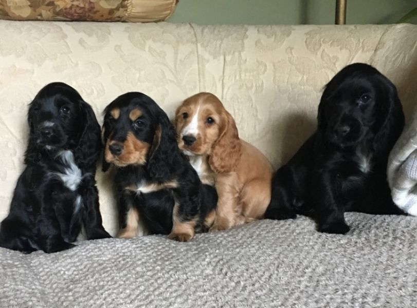 REGALO Cuccioli Coker Spaniel  i cuccioli vengono consegnati con svezzamento , primo vaccino, libret