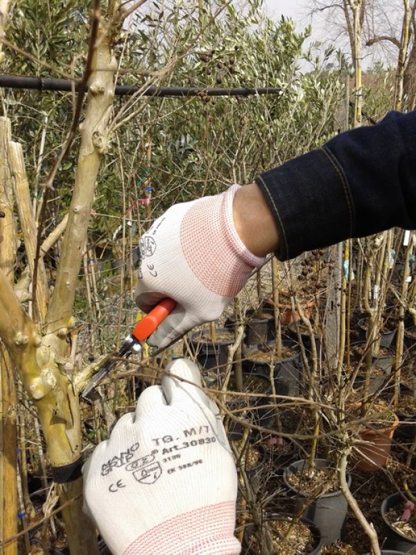 Corso di GIARDINAGGIO Base 2/14