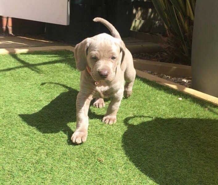  Cuccioli di Weimaraner per adozione bellissimi cuccioli disponibili, carattere adorabile ,sono doci