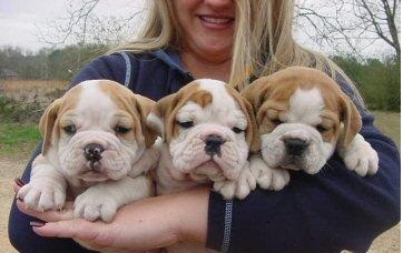 CUCCIOLI DI BULLDOG INGLESE