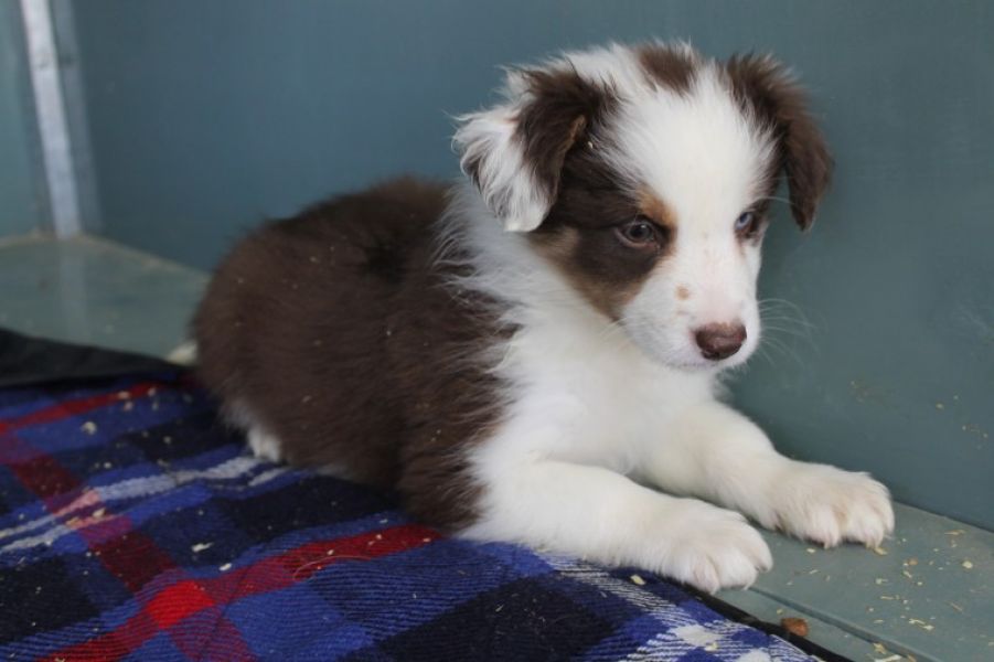 Adorabili cuccioli di border collie femminucce e maschietti  disponibili per l'adozione gratuita i c