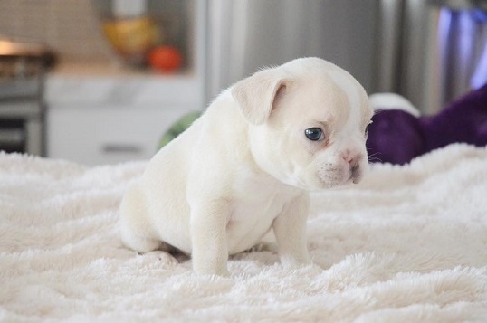 Ben addestrati cuccioli Bulldog Francese