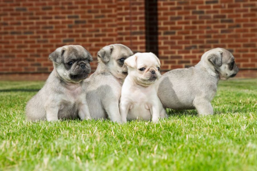REGALO Cuccioli di Calino bellissimi cuccioli disponibili, carattere adorabile ,sono docili ed affet