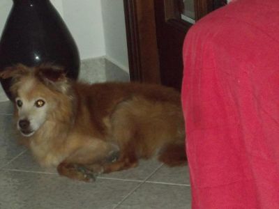 Foxy cagnolino anziano
