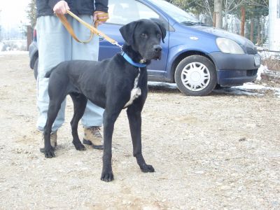 CHICO, DOLCISSIMO CAGNOLONE CERCA CASA