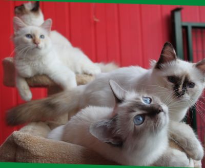 Cuccioli perfettamente educati sacri di birmania