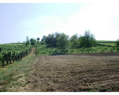 Seminativo con piccolo vigneto nel Monferrato