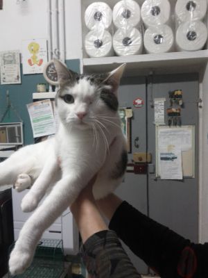 Annuncio del cuore: micia Stellina cerca casa