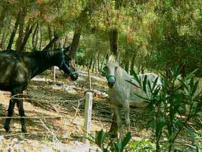 AGRITURISMO SPLENDIDO GARGANO - PARCO CIMAGLIA