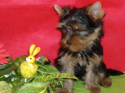 Yorkshire Terrier