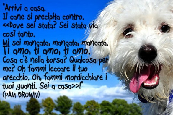 PENSIONE in casa con me di cane e gatti (tenendoli separati)