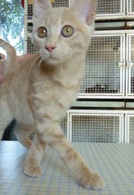 Micio Lemon cerca casa