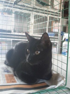 Micia Nadine cerca casa