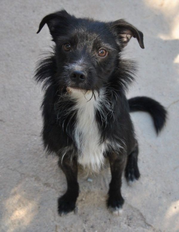 Adozione urgente per ARON