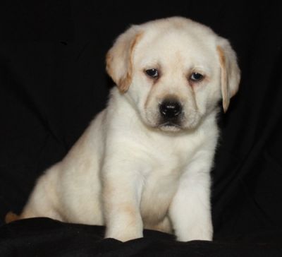 Regalo di Labrador cuccioli