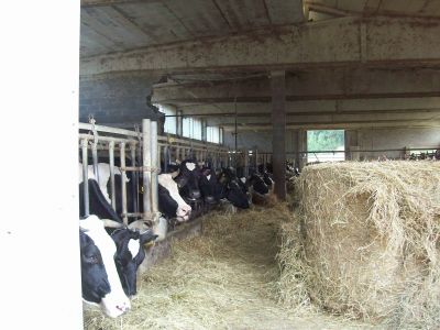 AZIENDA AGRICOLA CON BOVINI E QUOTE LATTE COLLINE DI MEDESANO
