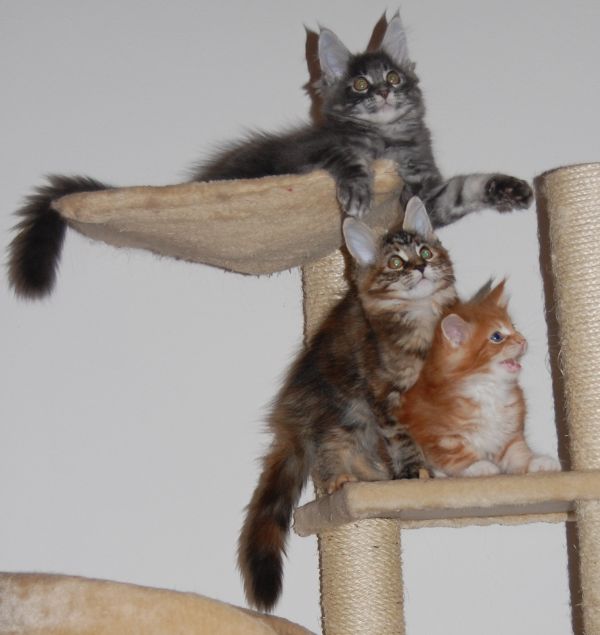 Cuccioli di Maine Coon con pedigree