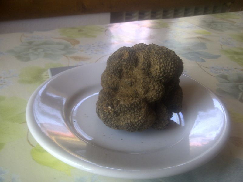 Raccoglitore offre tartufi freschi