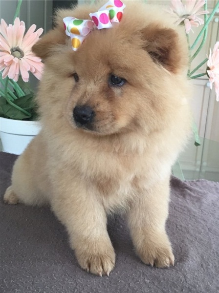 Adorabili cuccioli di chow chow femminucce e maschietti disponibili  per l'adozione gratuita i cucci