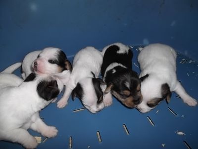 Cuccioli di Incrocio jack Parson russell 