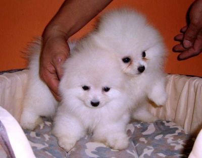 Cuccioli di pomerania 