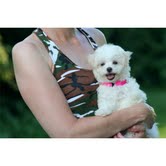 Cuccioli maltese adorabile per l'adozione