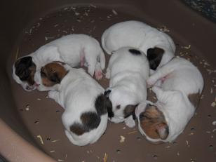 Jack Russell Terrier 