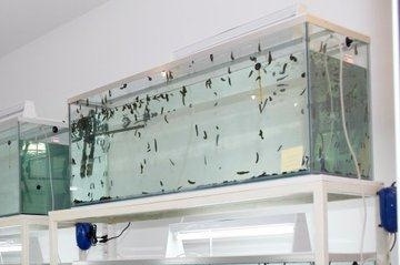 Sanguisughe ad uso medico