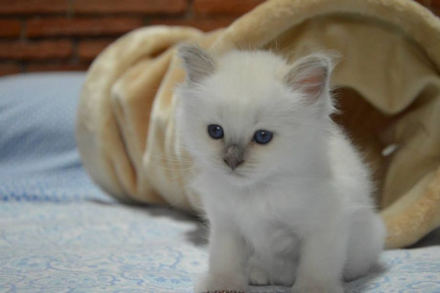 Cuccioli di sacro di birmania disponibili 