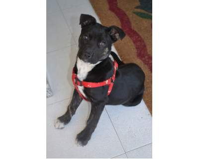 Maya cucciola di pitt