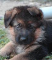 Cuccioli di Pastore Tedesco