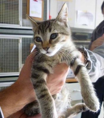 Micio Puco e micia Puca cercano casa