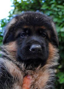 VENDO CUCCIOLI PASTORE TEDESCO BELLUNO TREVISO VENEZIA PADOVA VENETO