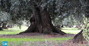 Network Marketing settore salute e benessere