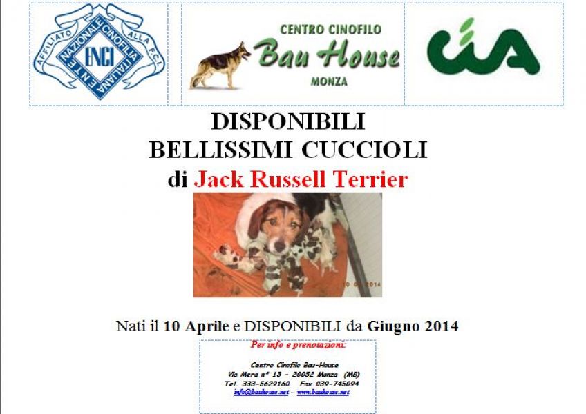 Cuccioli di Jack russell con Pedigree